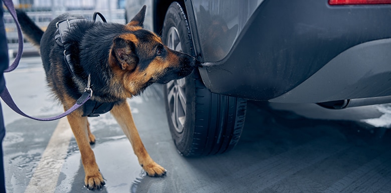 Drug sniffing dog examining car image